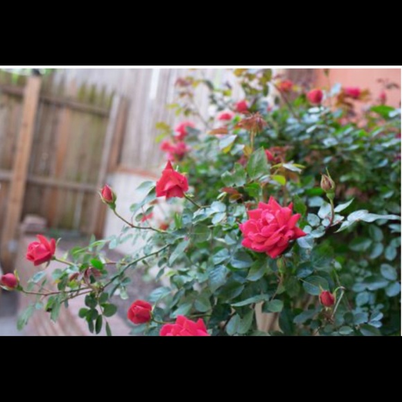 Meet your Posher, Hajra - Picture 1 of 1